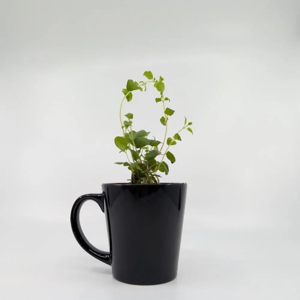 DIY Planting Kit | 18 Seed Types | Small Gift