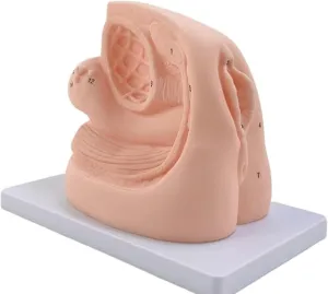 Female Anatomy Study Model, Urinary System Teaching Tool, Biological Education Kit with Urinary System Detailing (PVC, 500g Compact Design)