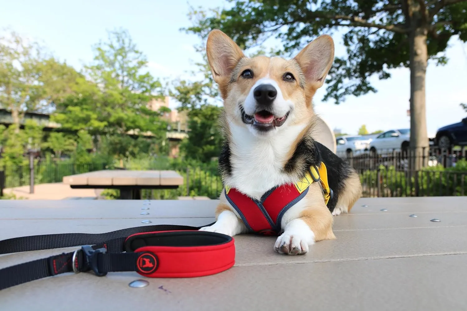 Gooby Escape - Free Sport Leash - Turquoise, 4 FT - Neoprene Dog Leash With Quick Release Buckle - Comfortable On-The-Go For Small, Medium and Large Dogs