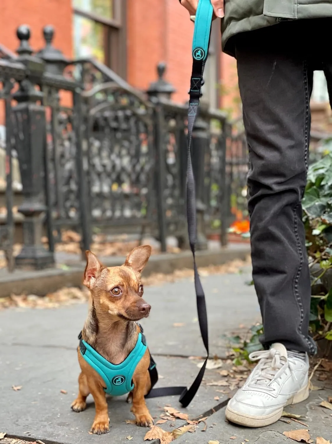 Gooby Escape - Free Sport Leash - Turquoise, 4 FT - Neoprene Dog Leash With Quick Release Buckle - Comfortable On-The-Go For Small, Medium and Large Dogs