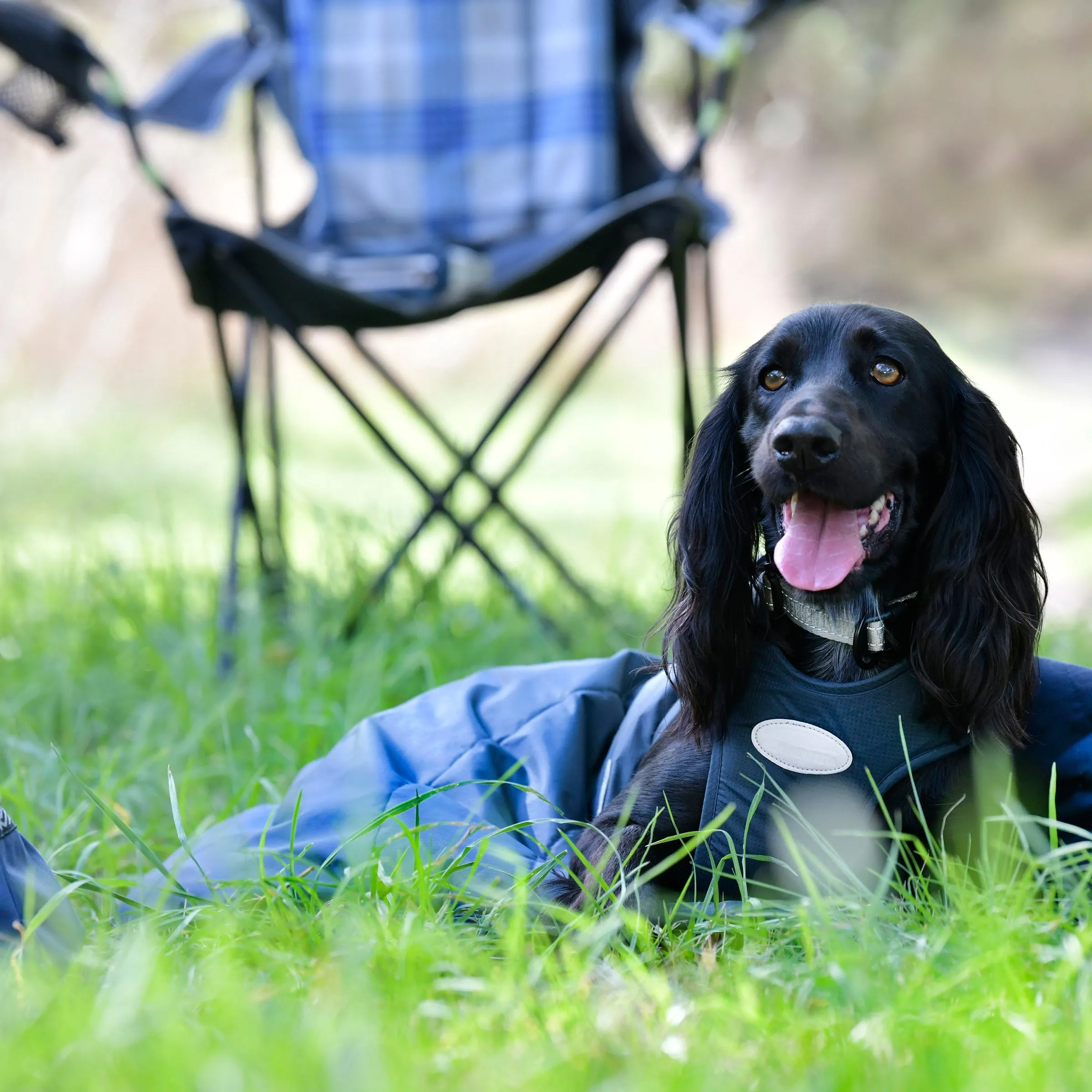 Weatherbeeta Explorer Dog Sleeping Bag